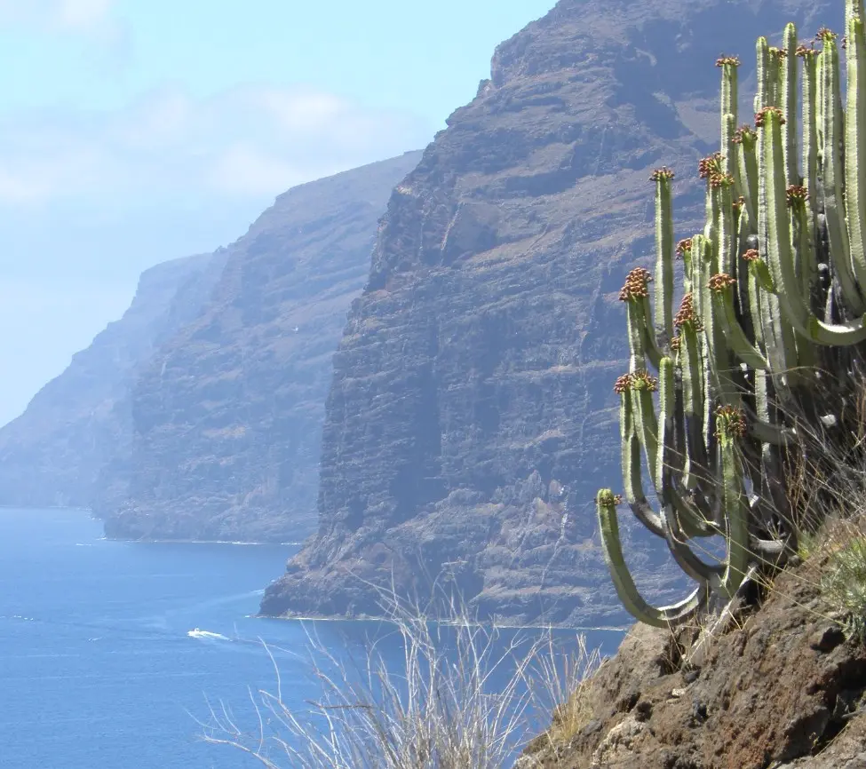 Euphorbia alle isole Canarie