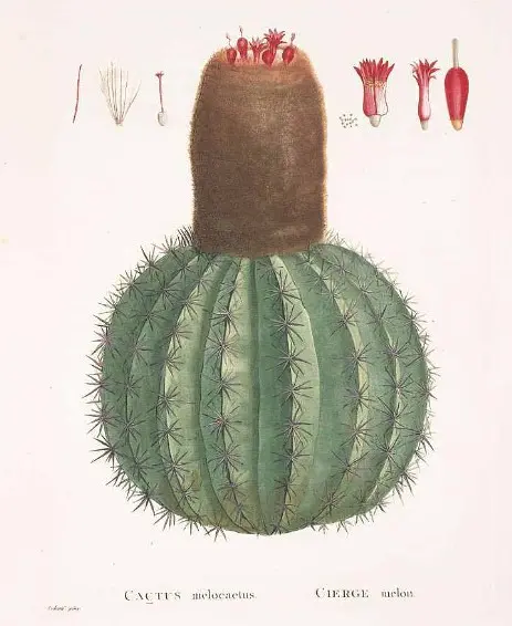 Melocactus - Immagine da Candolle, A.P. de, Redouté, P.J., Plantarum Historia Succulentarum, vol. 3: t. 112 (1799-1837)