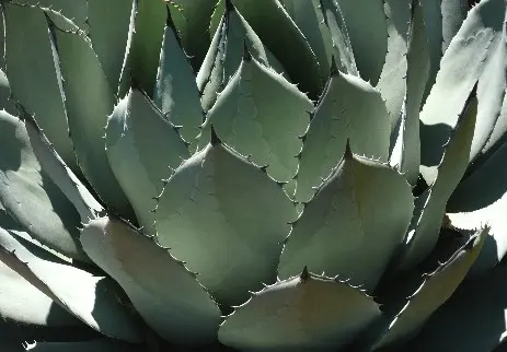 Agave sp.