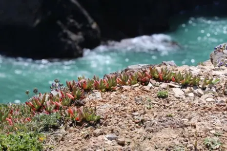 Succulente tra le rocce sull'oceano in California Succulente tra le rocce sull'oceano in California