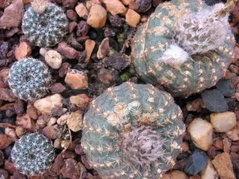 Frailea phaeodisca (Speg.) Backeb. & F.M.Knuth Frailea phaeodisca (Speg.) Backeb. & F.M.Knuth