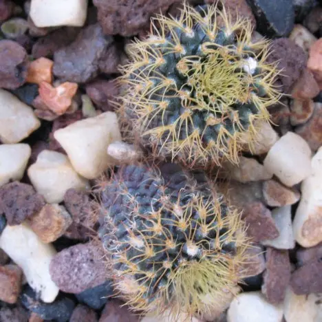 Frailea curvispina Buining & Brederoo