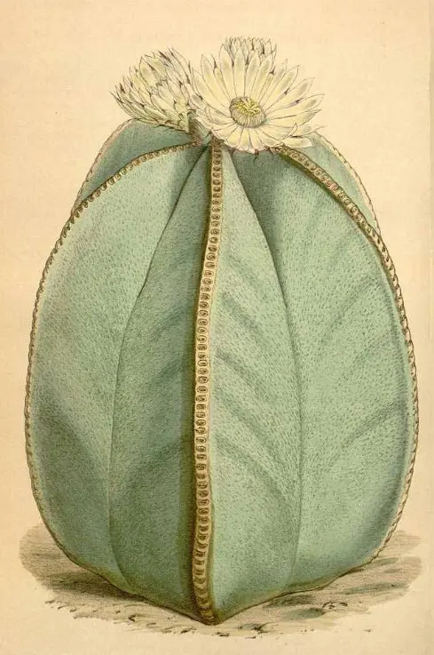 strophytum myriostigma Lemaire (come Echinocactus myriostigma Salm-Dyck) Immagine di W.H. Fitch da Curtis’s Botanical Magazine, vol. 71 [ser. 3, vol. 1]: t. 4177 (1845)