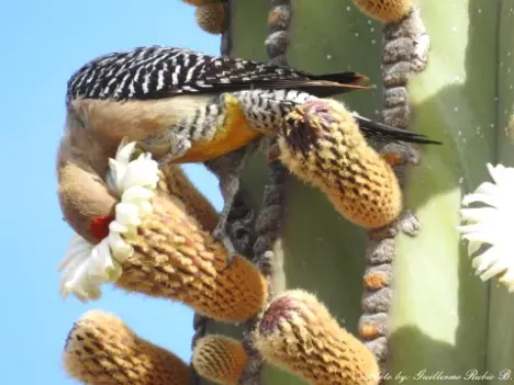 Pachycereus pringlei (S.Watson) Britton & Rose in Baja California Sur (Messico) - Immagine © Guillermo Rubio B.