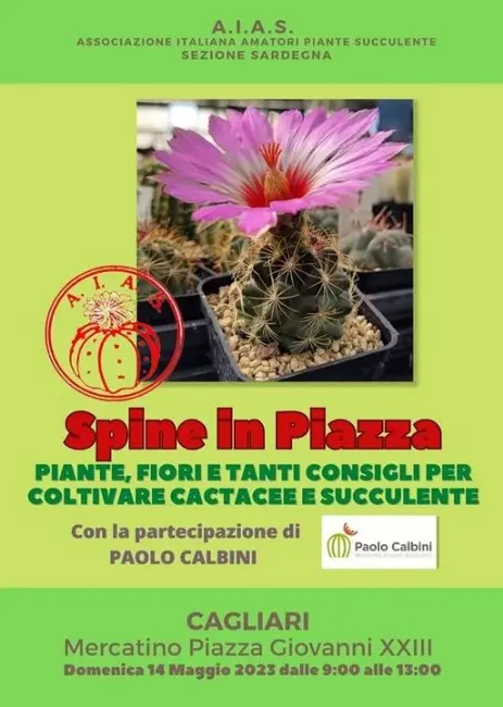 Spine in Piazza