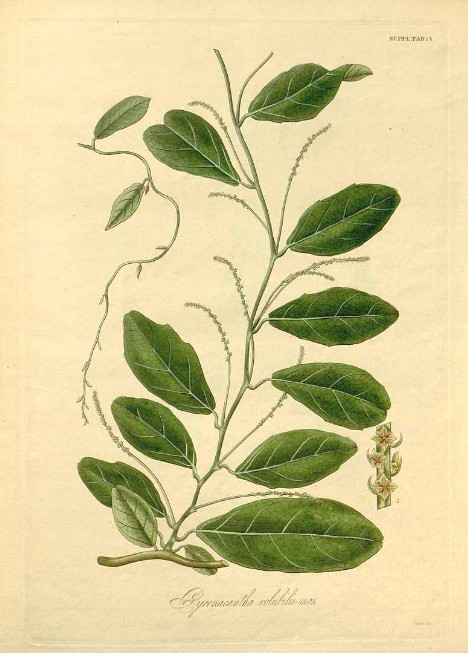 Pyrenacantha Wight