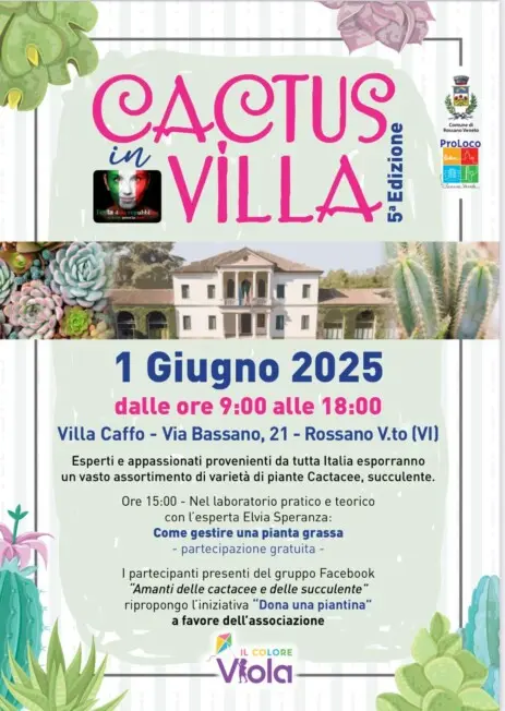 Cactus in Villa