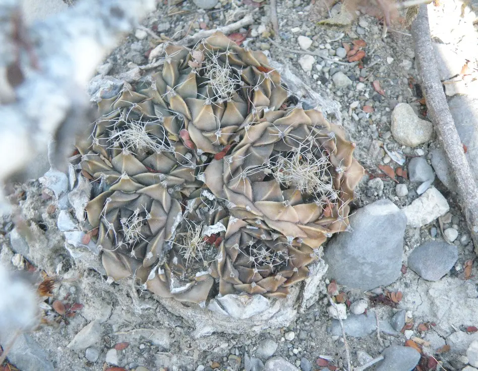 Obregonia denegrii Frič - Immagine di Amante Darmanin CC BY 2.0