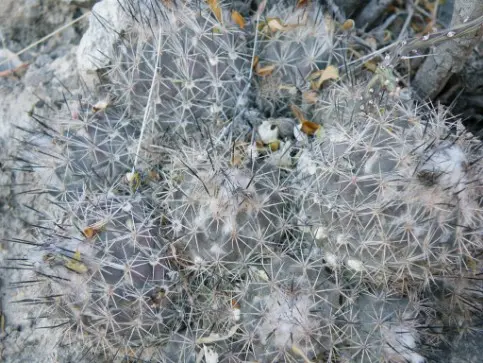 Coryphantha durangensis (Ruenge ex Schum.) Britton & Rose