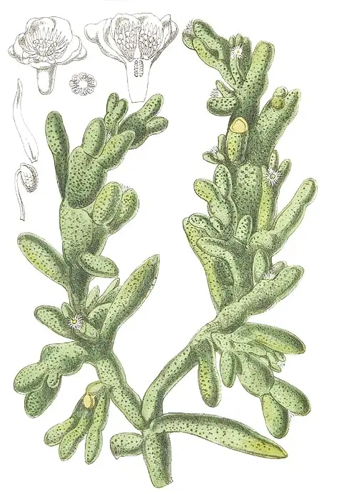 Mesembryanthemum cryptanthum Hook.f.