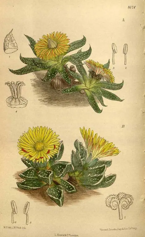 Nananthus vittatus (N.E. Br.) Schwantes Nananthus vittatus (N.E. Br.) Schwantes