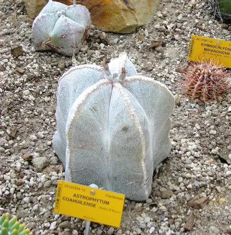 Astrophytum coahuilense (H.Moeller) K.Kayser Astrophytum coahuilense (H.Moeller) K.Kayser