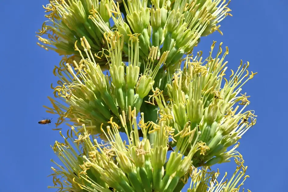 Agave sp. in fiore