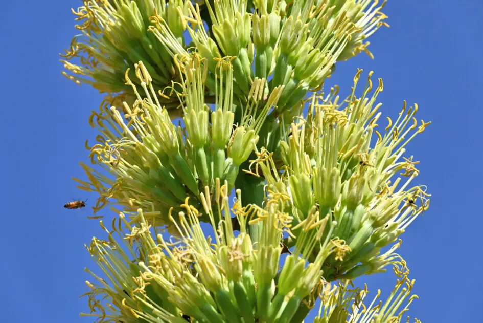Agave sp. in fiore Agave sp. in fiore