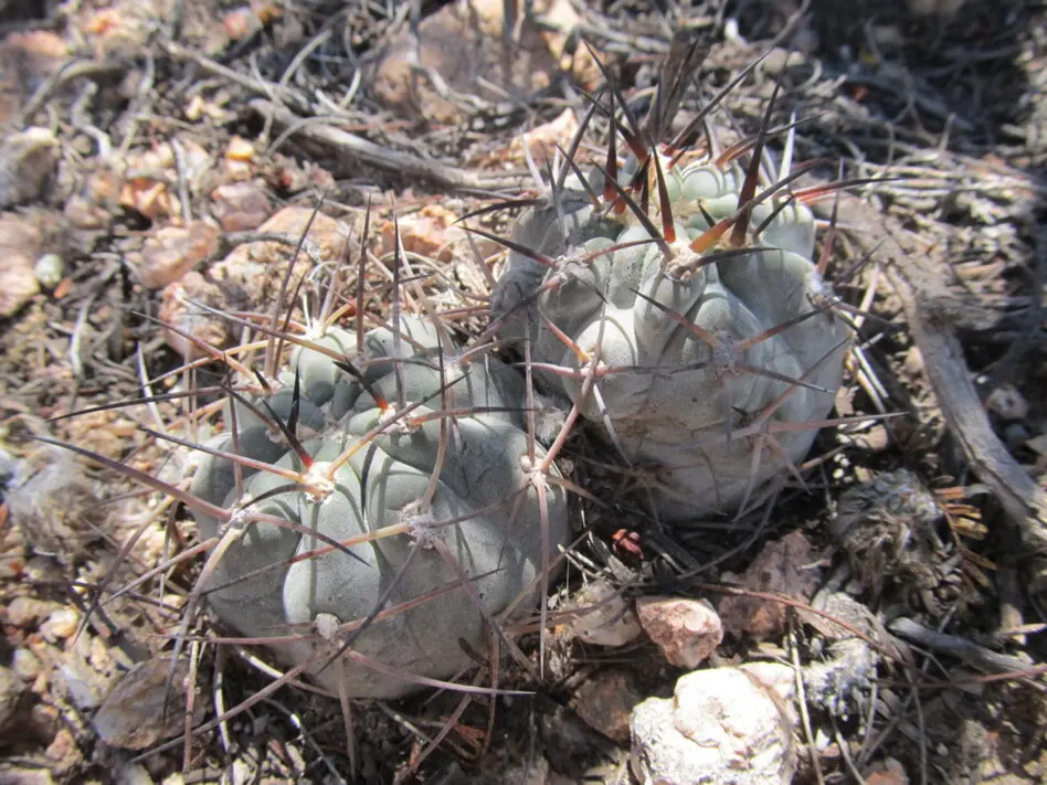 Acanthocalycium glaucum F.Ritter