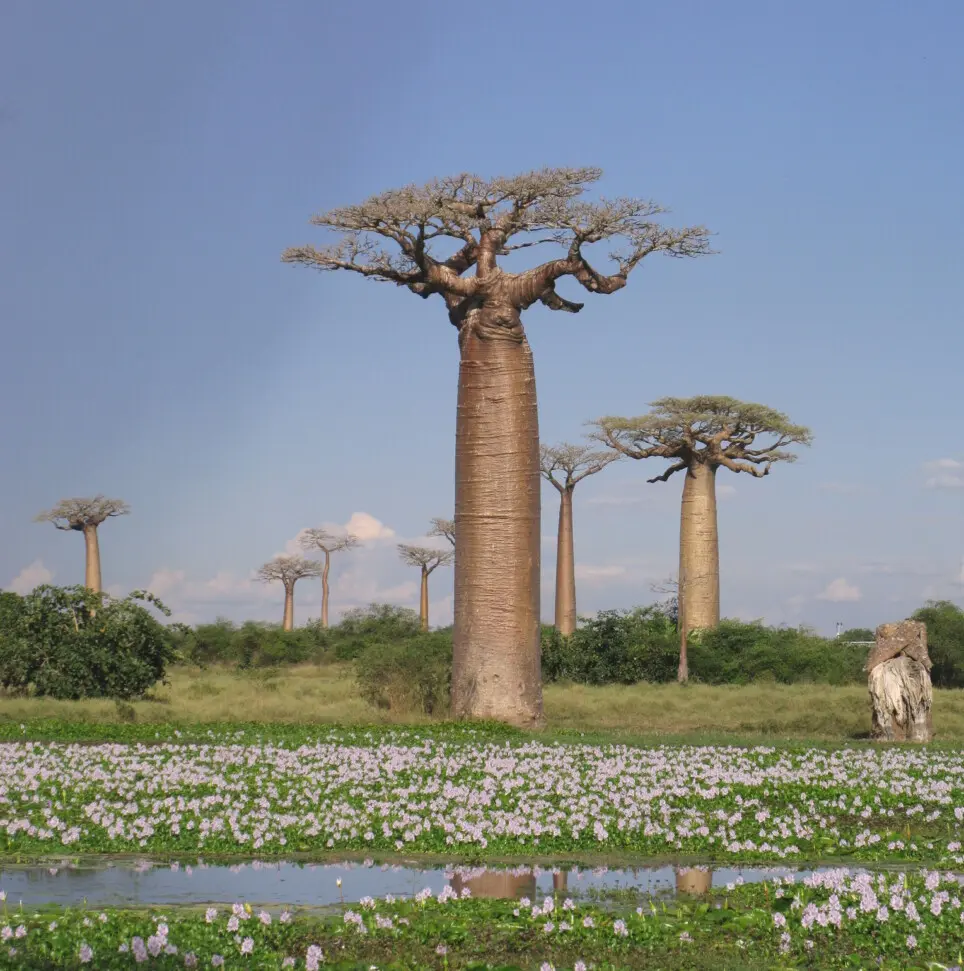 Adansonia grandidieri Baill.