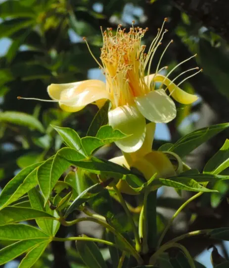 Adansonia gregorii F.Muell.