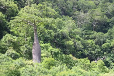 Adansonia perrieri Capuron