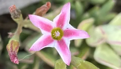 Adromischus caryophyllaceus Lem.