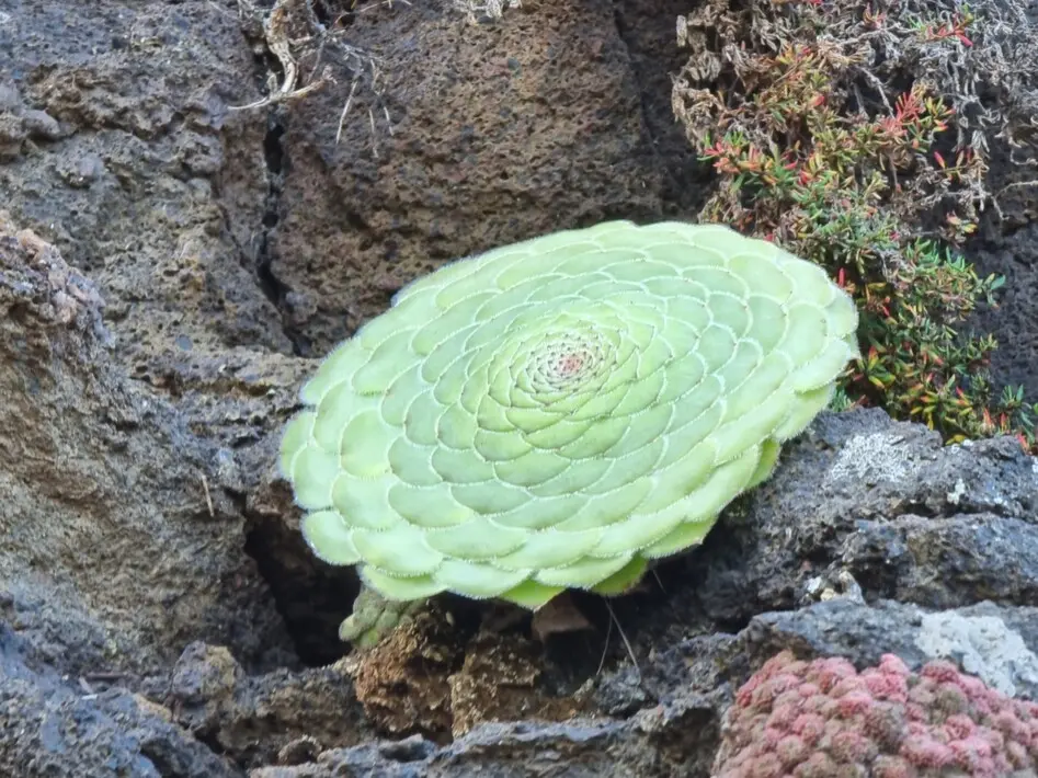 Aeonium tabuliforme Webb & Berthel.