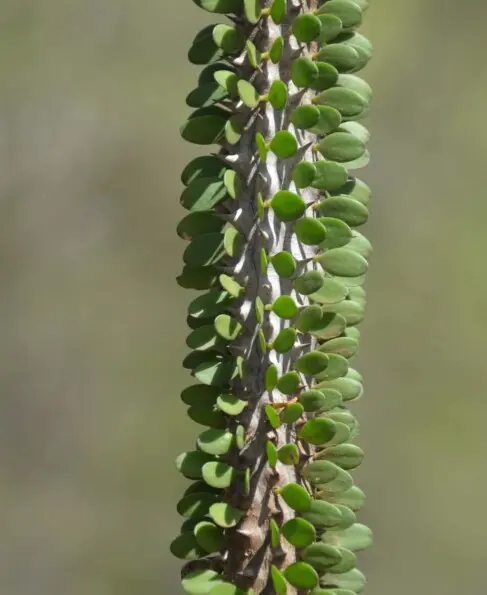 Alluaudia procera Drake