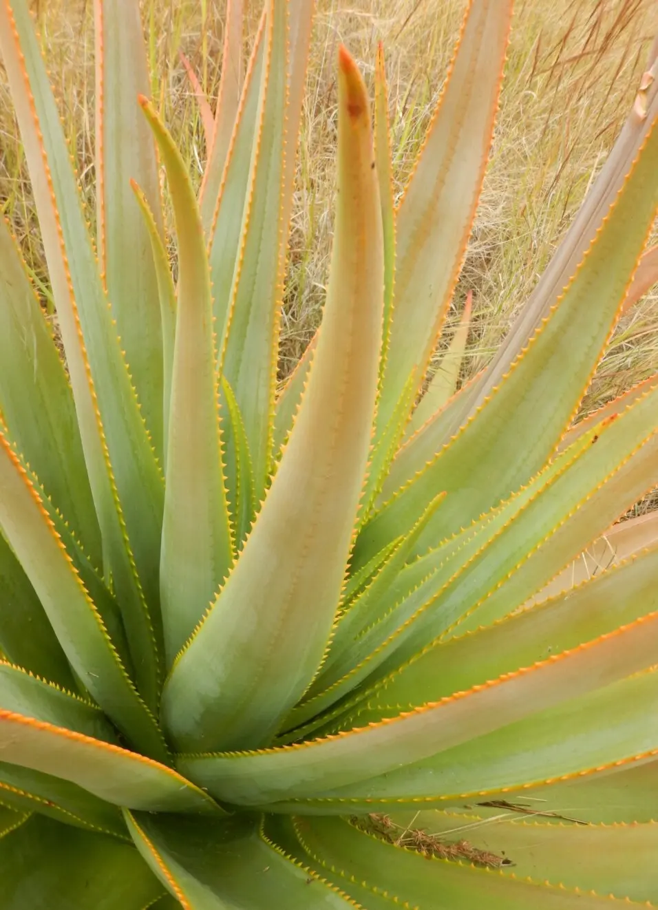 Aloe macroclada Baker
