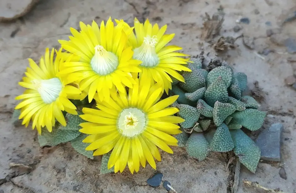 Aloinopsis acuta L.Bolus
