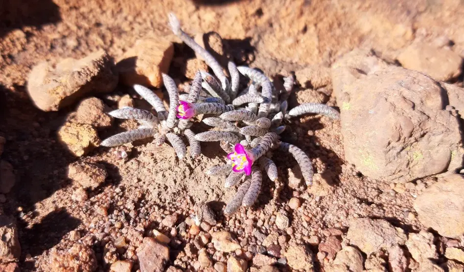 Anacampseros rhodesica N.E.Br.