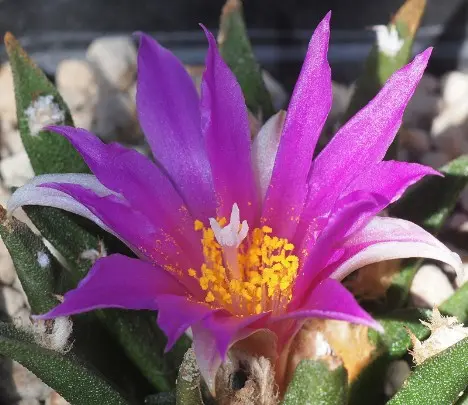 Ariocarpus agavoides (Castenada) Anderson