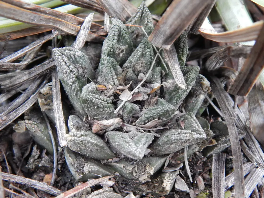 Ariocarpus bravoanus subsp. bravoanus