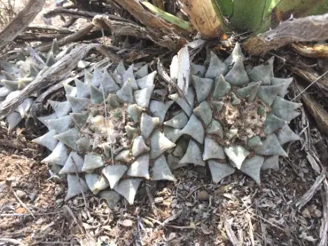 Ariocarpus retusus Scheidw.
