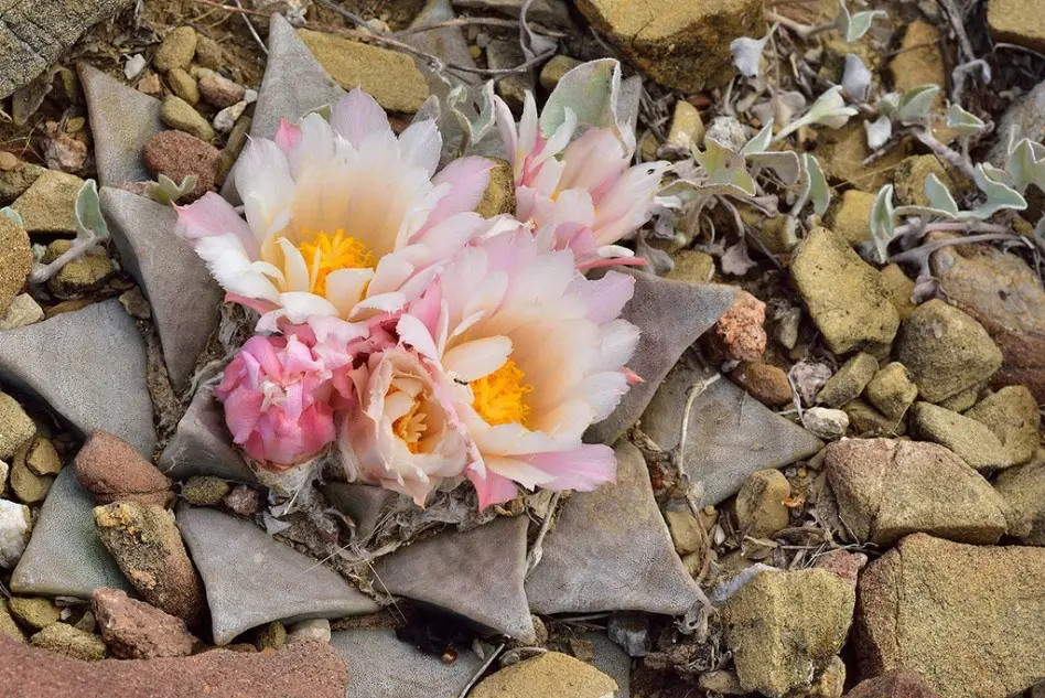 Ariocarpus retusus Scheidw.