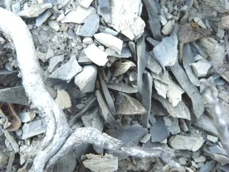 Ariocarpus scapharostrus