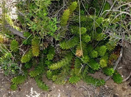 Astroloba spiralis (L.) Uitewaal