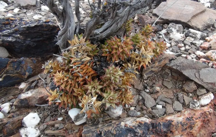 Astroloba spirella (Haw.) Molteno & Gideon F.Sm.