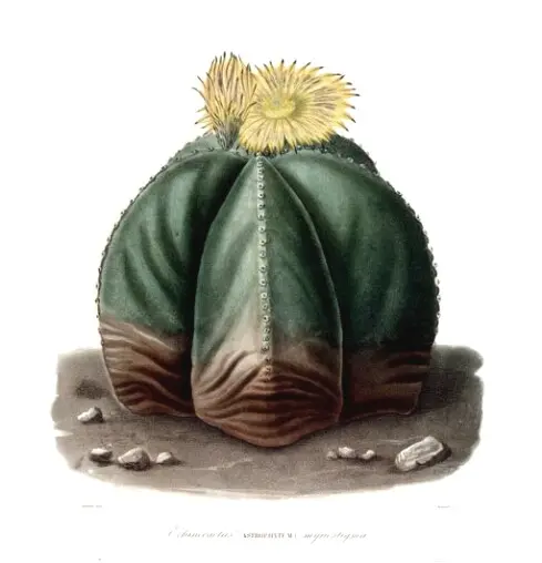 Astrophytum myriostigma Lem. - Image courtesy Missouri Botanical Garden. http://www.botanicus.org Astrophytum Myriostigma
