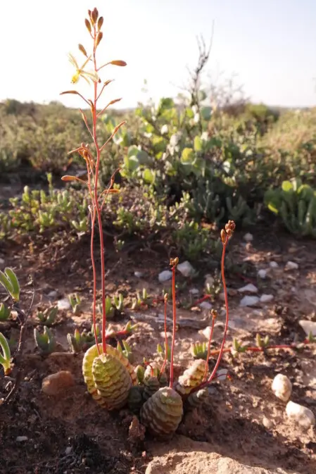 Bulbine bruynsii S.A.Hammer