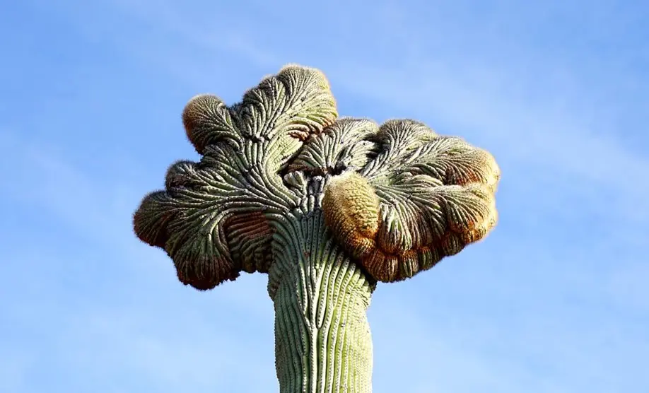 Carnegiea gigantea (Engelm.) Britton & Rose fa. crestata