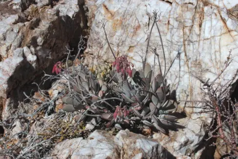 Cotyledon orbiculata L.
