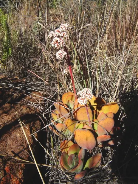 Crassula swaziensis Schönl.