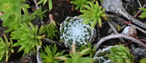 Sempervivum