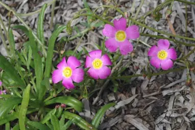 Calandrinia polyandra Benth.