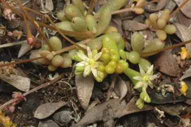 Calandrinia granulifera Benth.