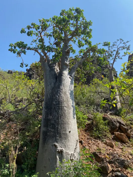 Dendrosicyos socotranus Balf.f.