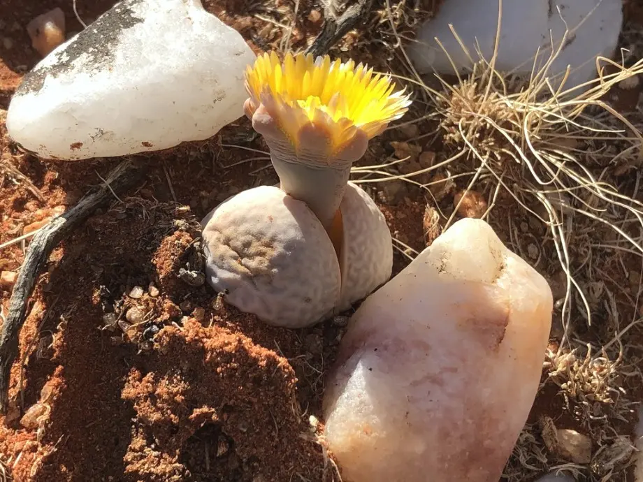 Dinteranthus pole-evansii (N.E.Br.) Schwantes