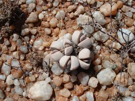 Dinteranthus puberulus N.E.Br.