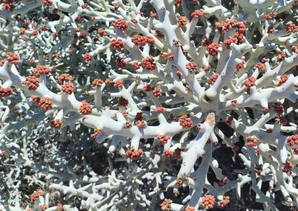 Euphorbia stenoclada Baill.