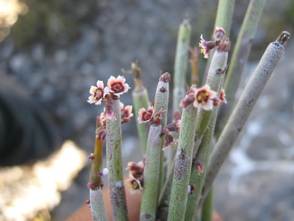 Euphorbia antisyphilitica Zucc.