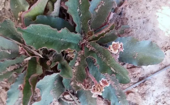  Euphorbia begardii (Cremers) Haev. & Hett.