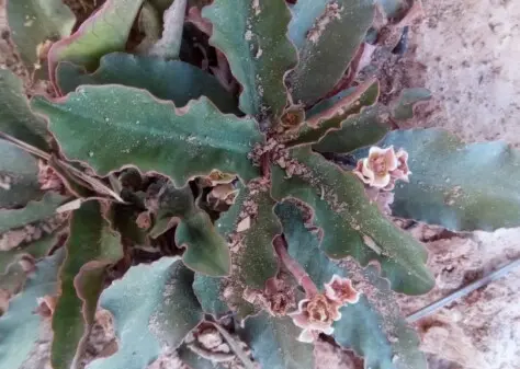  Euphorbia begardii (Cremers) Haev. & Hett.